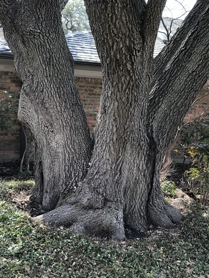 Mature heritage tree close to a Pikeville property cared for by certified arborists